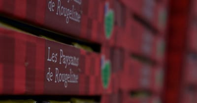 Dans les écoserres® de tomates des Paysans de Rougeline, à la pointe de la technologie