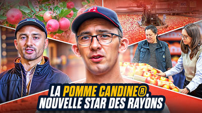 Dans les coulisses de la production de la pomme Candine®, nouvelle star des rayons