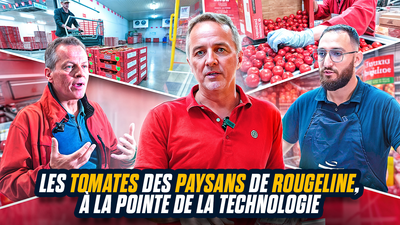 Dans les écoserres® de tomates des Paysans de Rougeline, à la pointe de la technologie