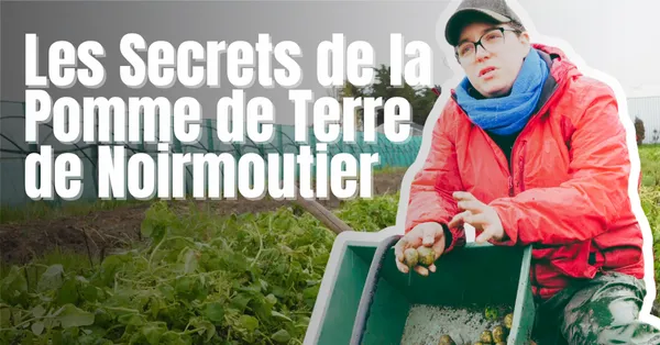 De la Terre au Rayon : Les Secrets de la Pomme de Terre de Noirmoutier